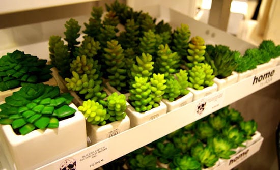 minis plantes