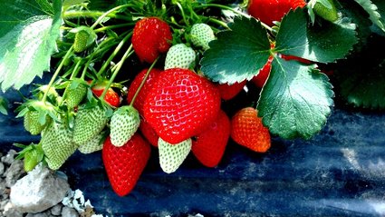 planter des fraises - fraisiers