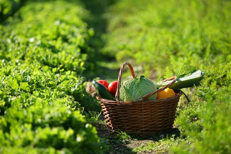 potager légumes cultiver en hiver