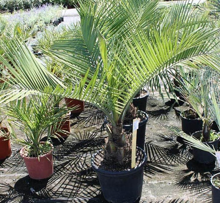 Palmiers jardin méditérannéen
