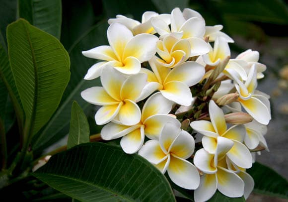 Frangipanier plumeria