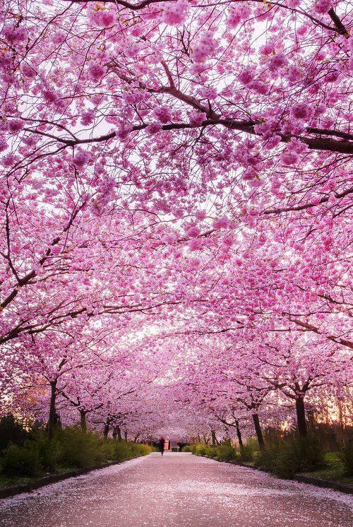Cerisier du japon fleuri 2