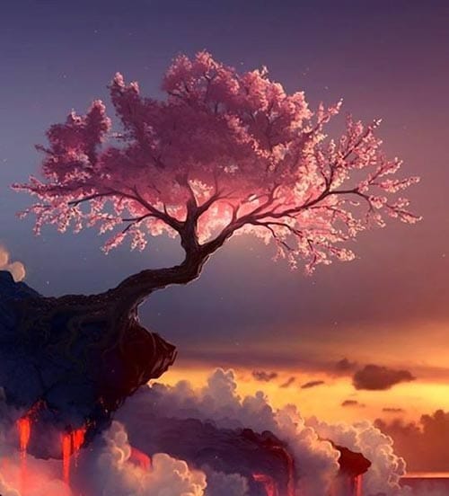 Cerisier du japon fleuri 4