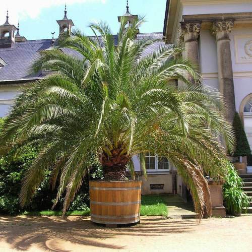 Phoenix Canariensis