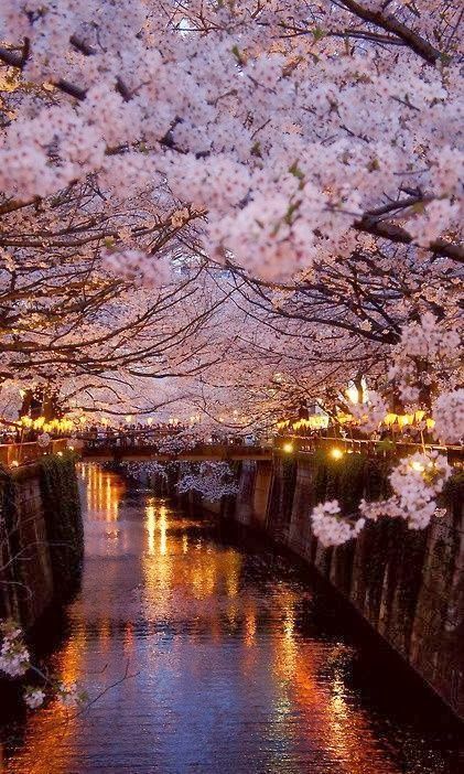 Cerisiers du Japon sur l'eau Paysages japonnais