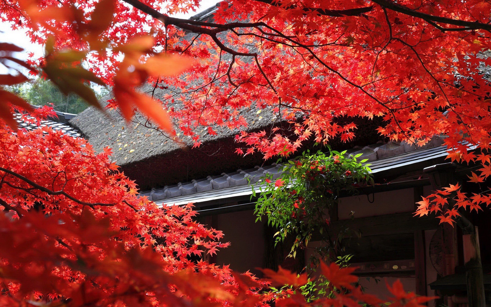 Erables du japon rouge Paysages japonnais