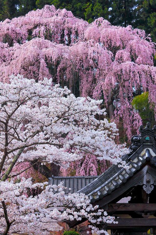 cerisiers du Japon roses et blancs Paysages japonnais