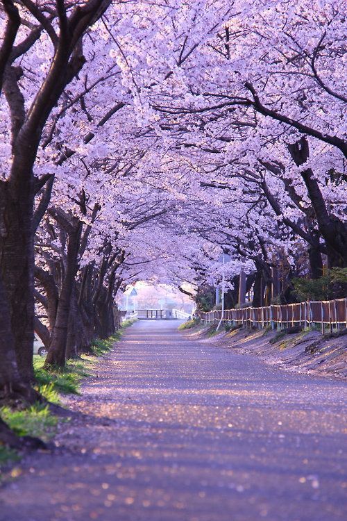 cerisiers du japon Paysages japonnais
