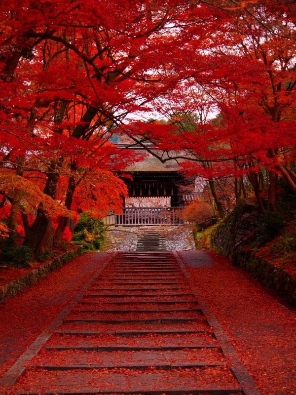 erable du japon rouge Paysages japonnais