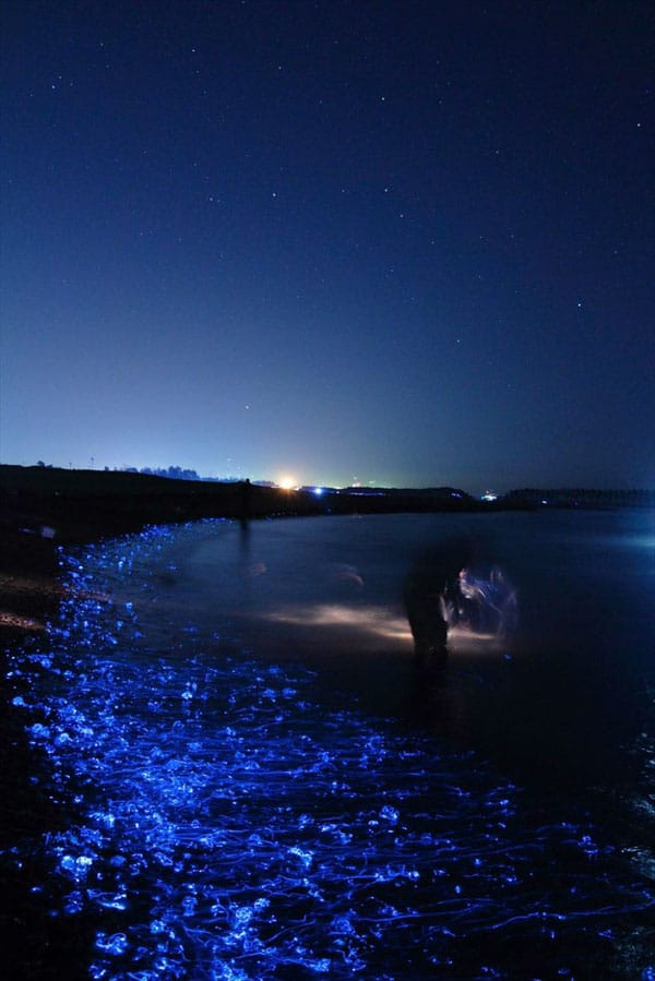 Mer bleutée mer phosphorescente