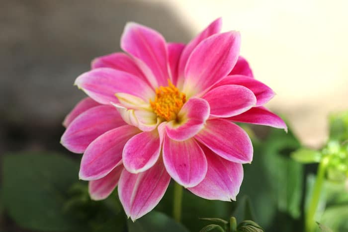 entretien des minis Dahlia Minis