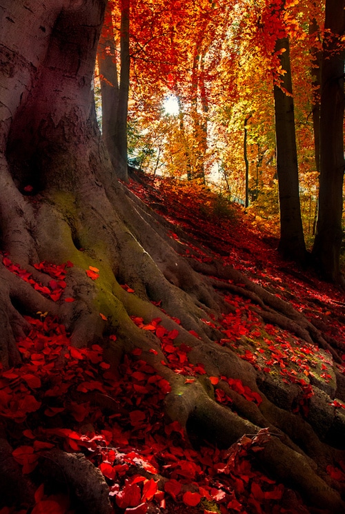 paysage forêt automne
