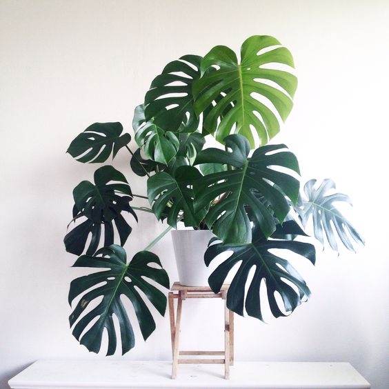 Philodendron