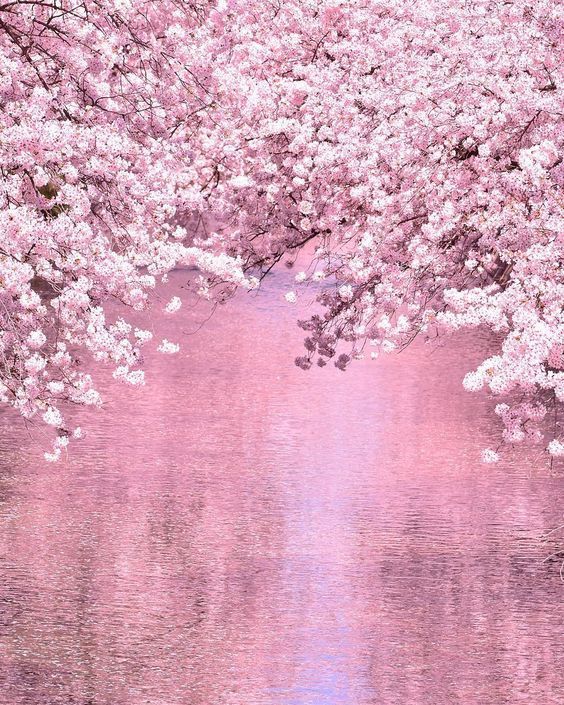 japon cerisiers fleuris blossom