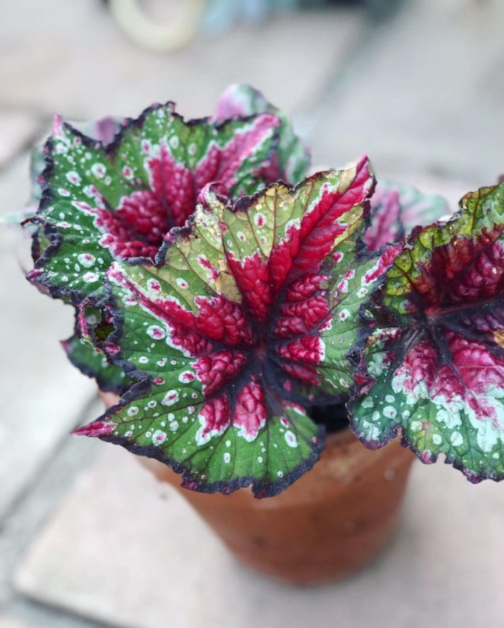 Begonia Royal