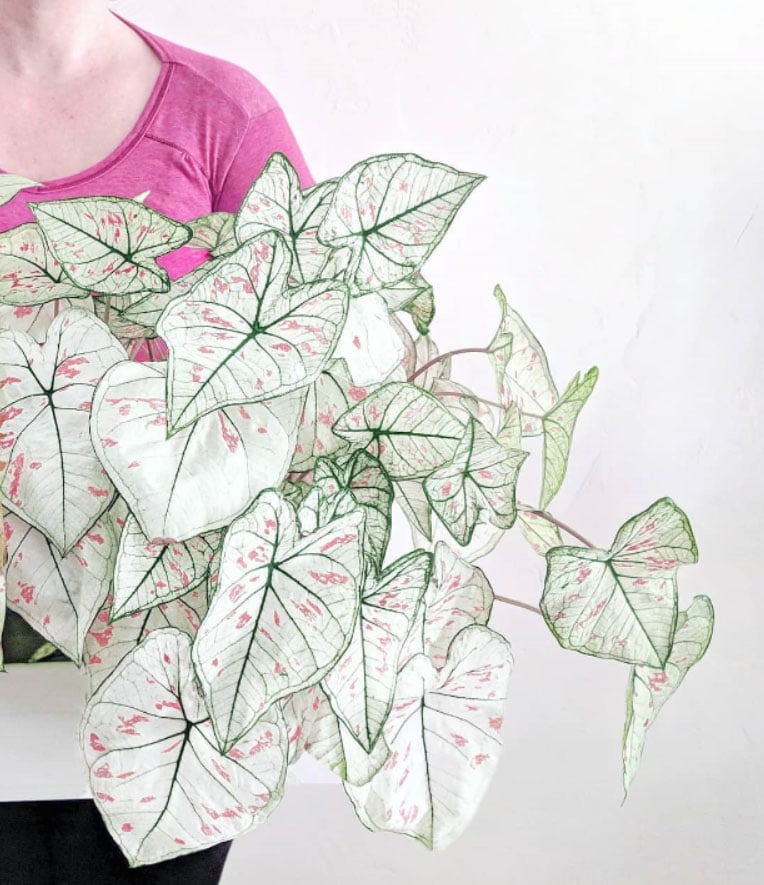 Caladium