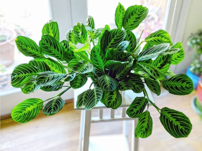 Maranta