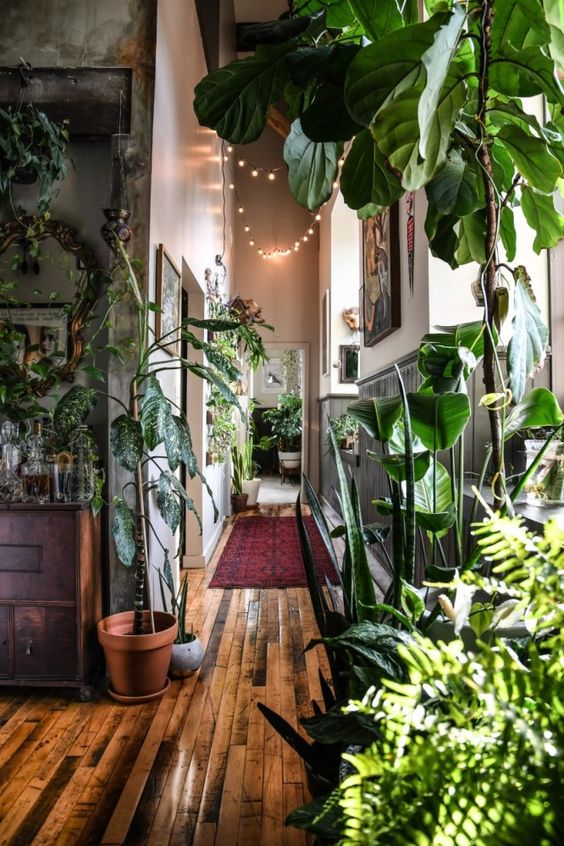 déco plantes intérieur